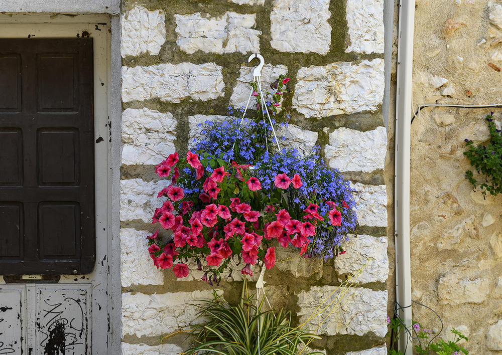 Hanging basket of petunias