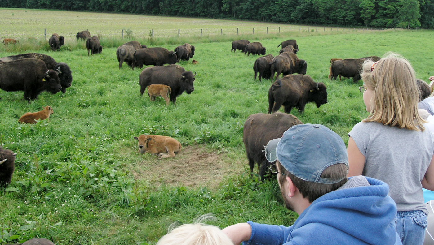 Cooks Bison Ranch