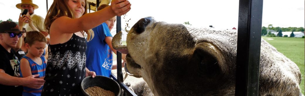 Girl feeding an animal
