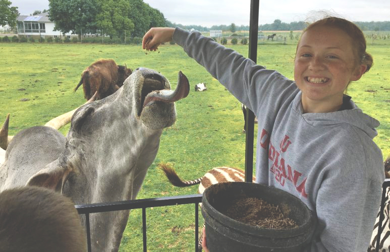 Child feeding cow