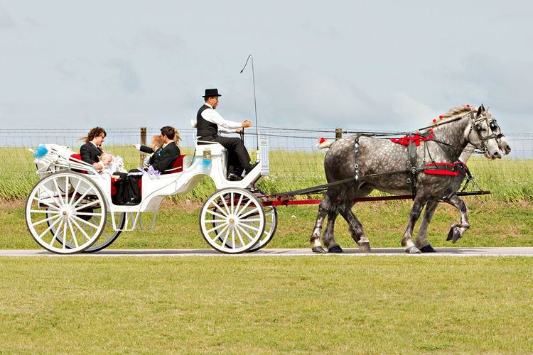 Horse drawn carriage