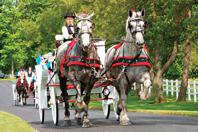 Horse drawn carriage