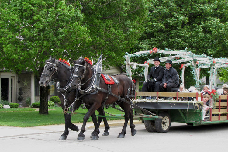 Horse drawn carriage