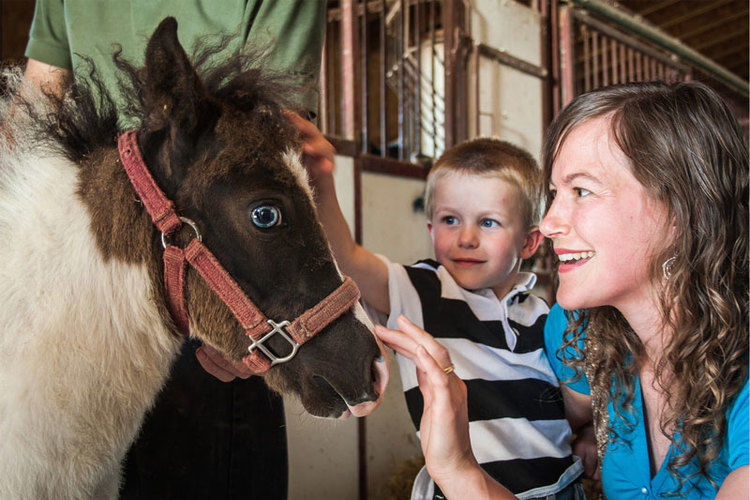 Child petting a young horse