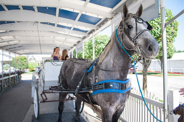 Horse and buggy