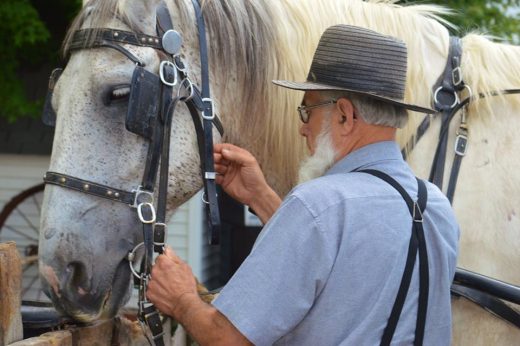 Buggy Lane Tours - Amish man adjusting horse harness