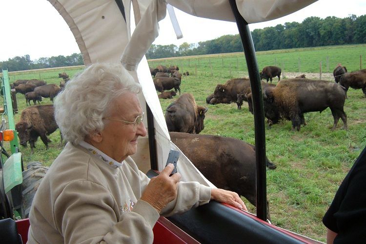 Cook's Bison Ranch