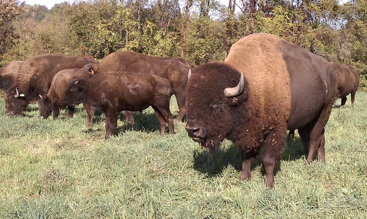 Cook's Bison Ranch