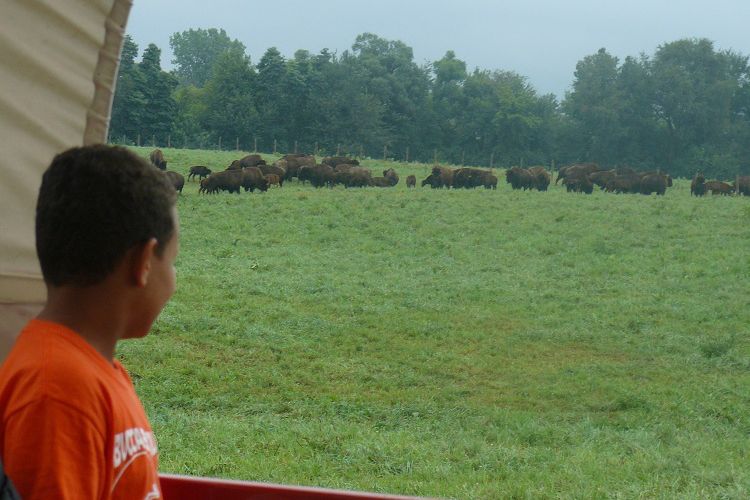 Cook's Bison Ranch