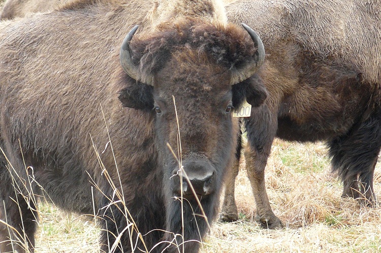 Cook's Bison Ranch