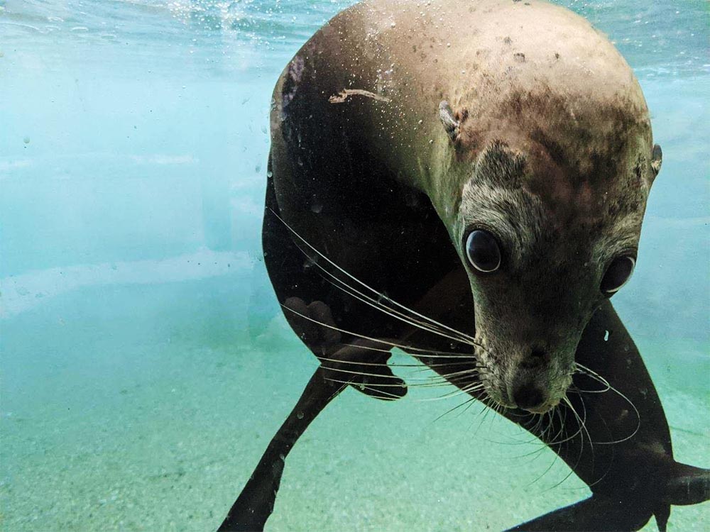 Seal at the Fort Wayne Children's Zoo