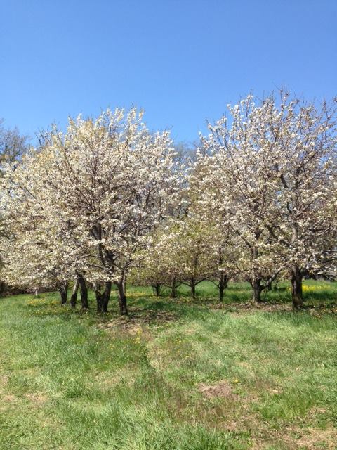 Fruit Hills Winery & Orchard