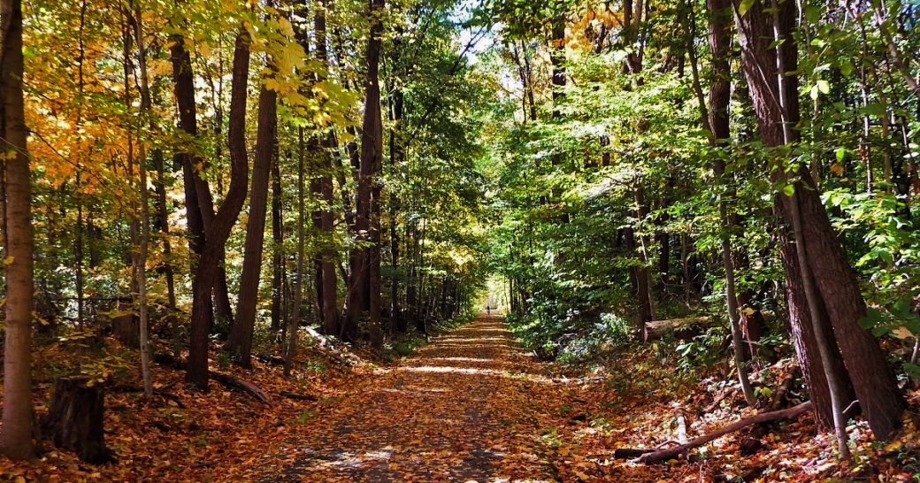 Forest trail