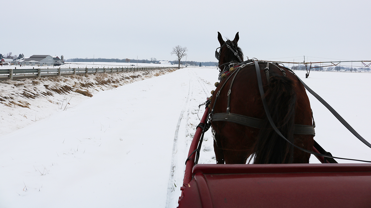 View of horse from buggy