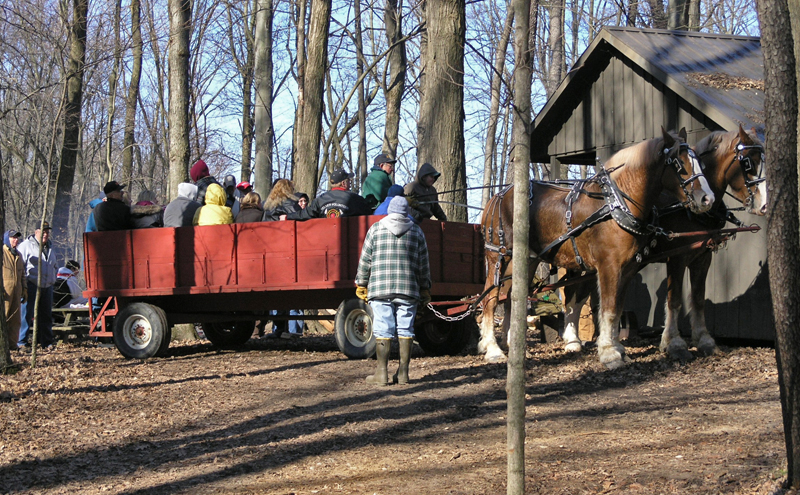 Maple Syrup Days horse wagon