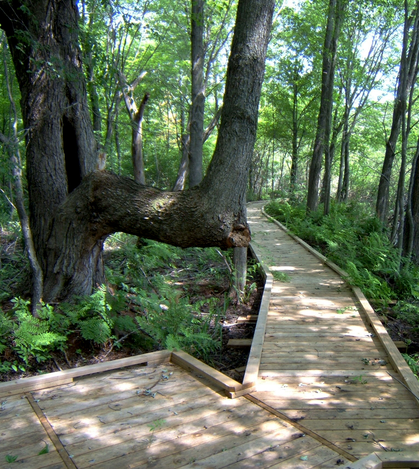 Tree with a wooden path around it