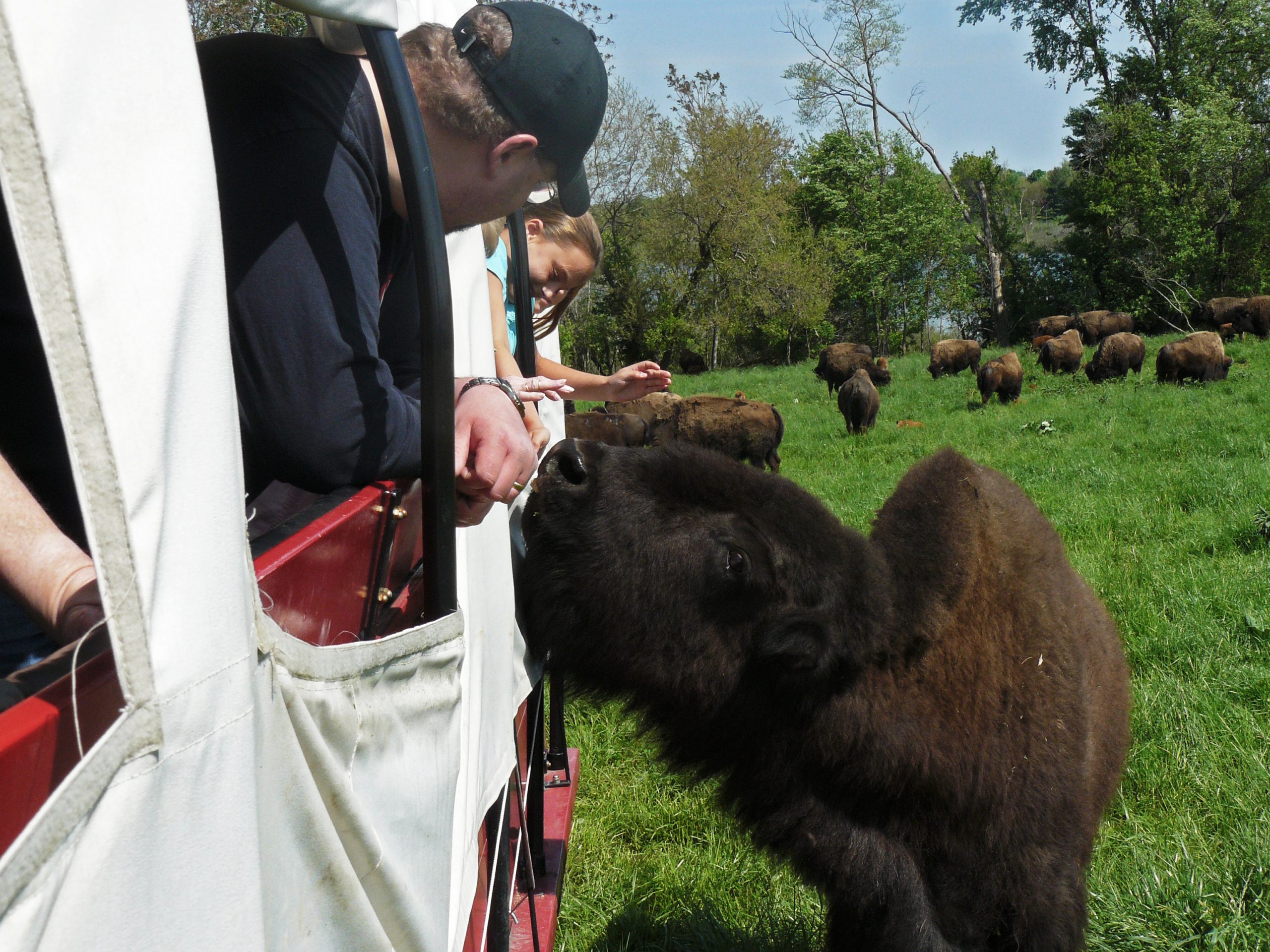 People feeding an American bison