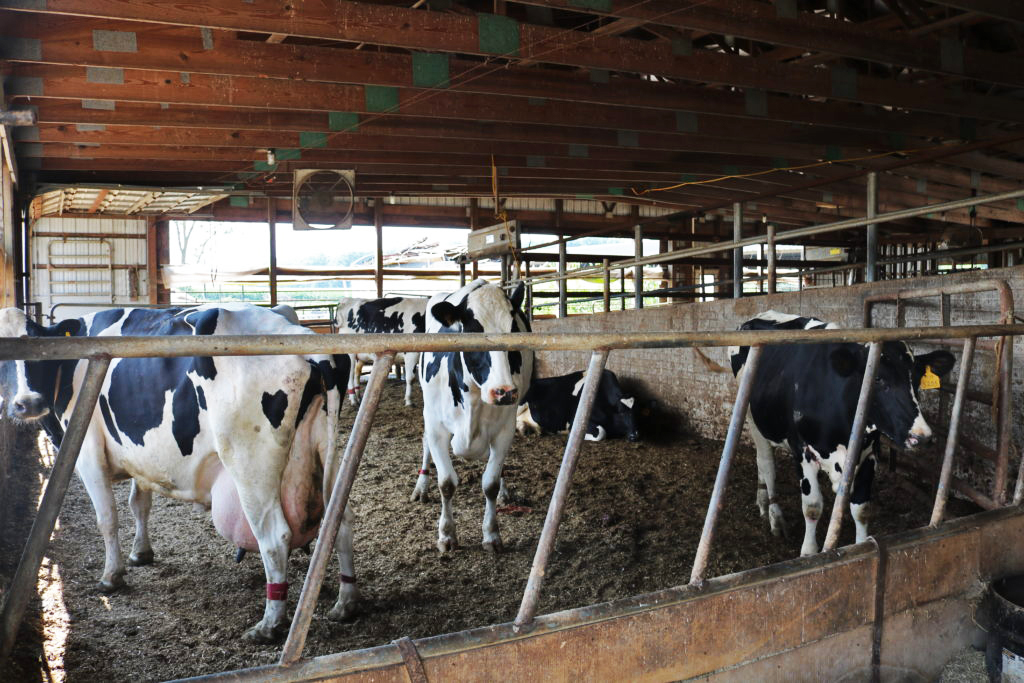 Stutzman Dairy Farm