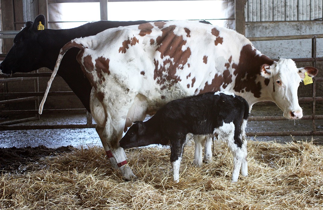 Cows and calf