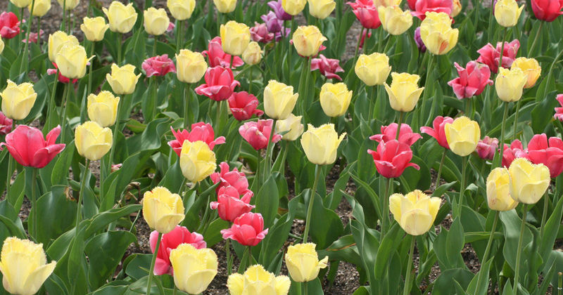 Wellfield Botanic Garden tulips