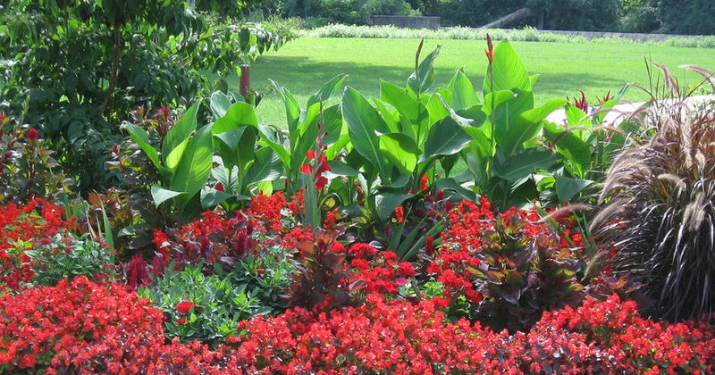 Wellfield Botanic Garden red flowers and field