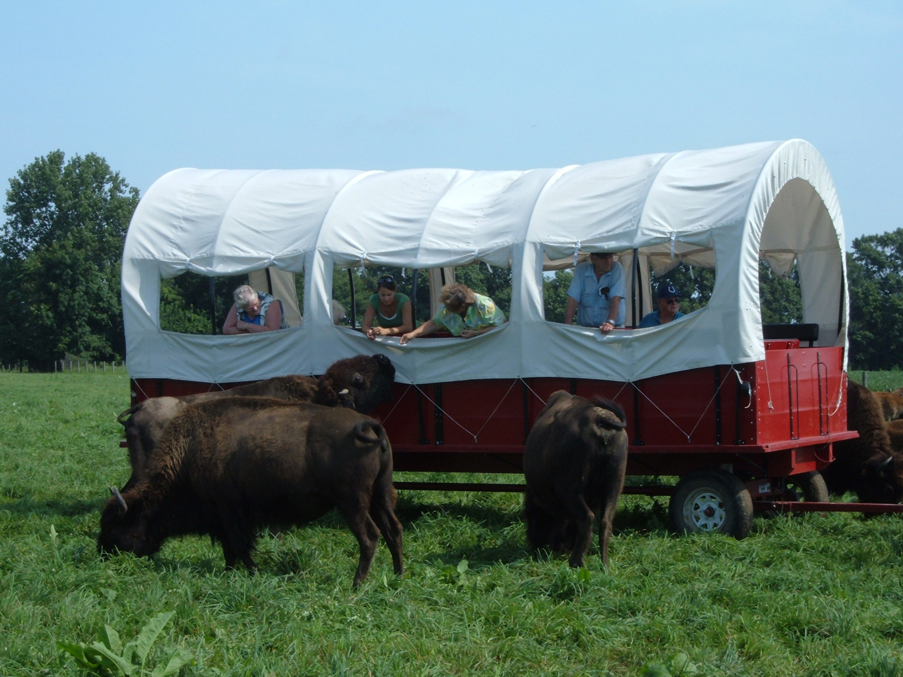 Cook's Bison Ranch