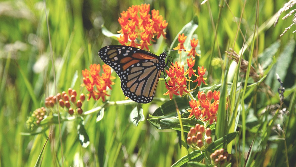 Monarch butterfly sipping nectar from an orange flower