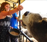 Girl feeding an animal