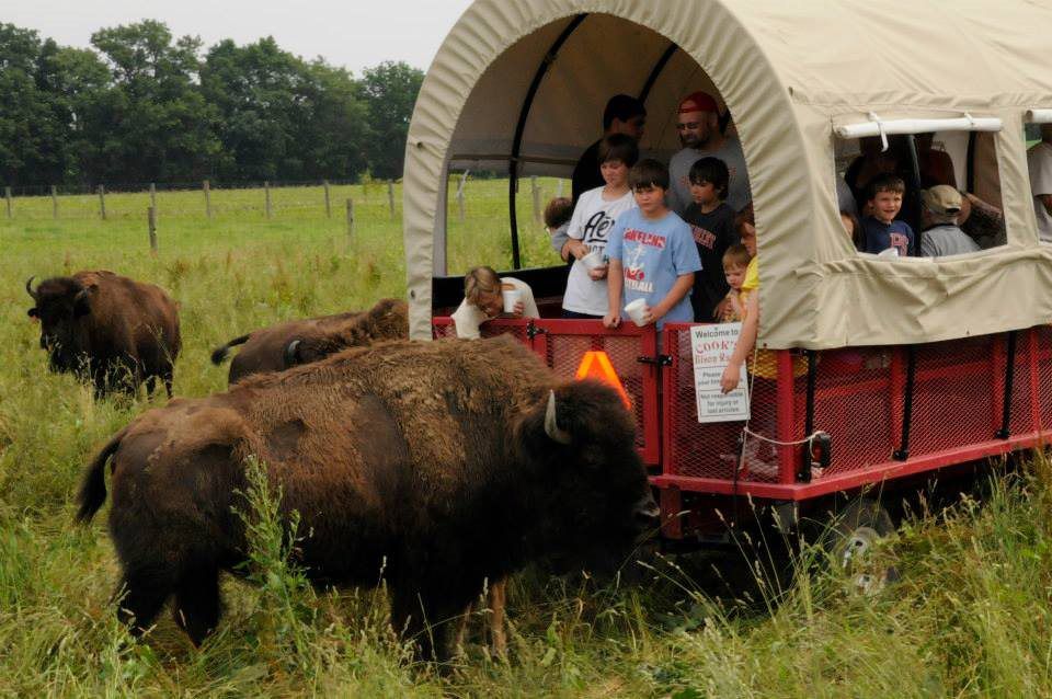 Cook's Bison Ranch