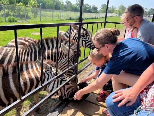Dutch Creek Animal Farm Zebra