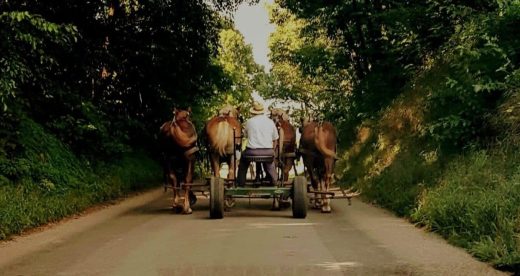 Amish man driving a buggy being pulled by 4 horses