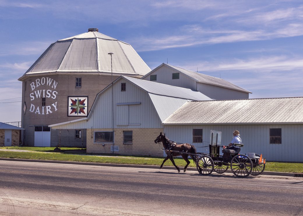 Brown Swiss Dairy Farm and buggy