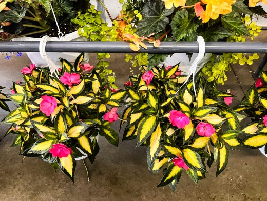 yellow and pink flower baskets