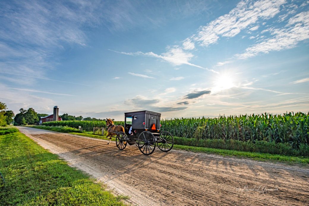 Amish buggy heading down a dirt road