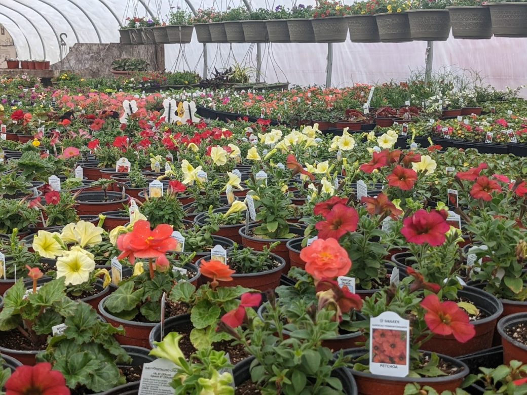 Bell Gardens and greenhouses flowers