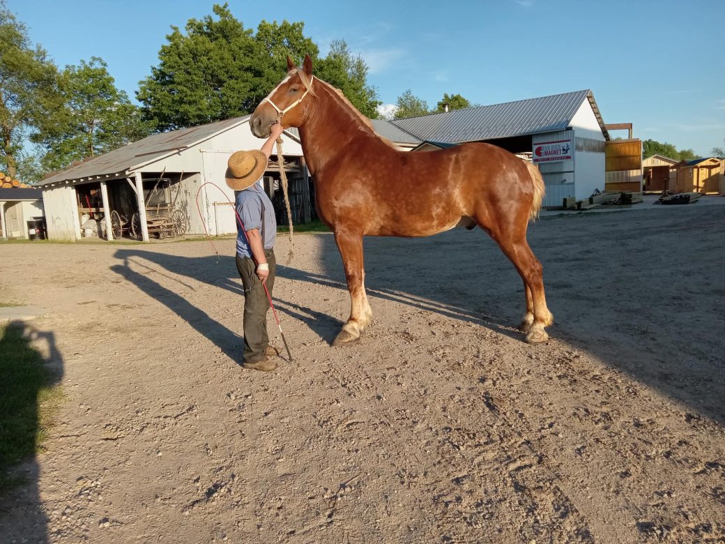 Topeka Horse Auction