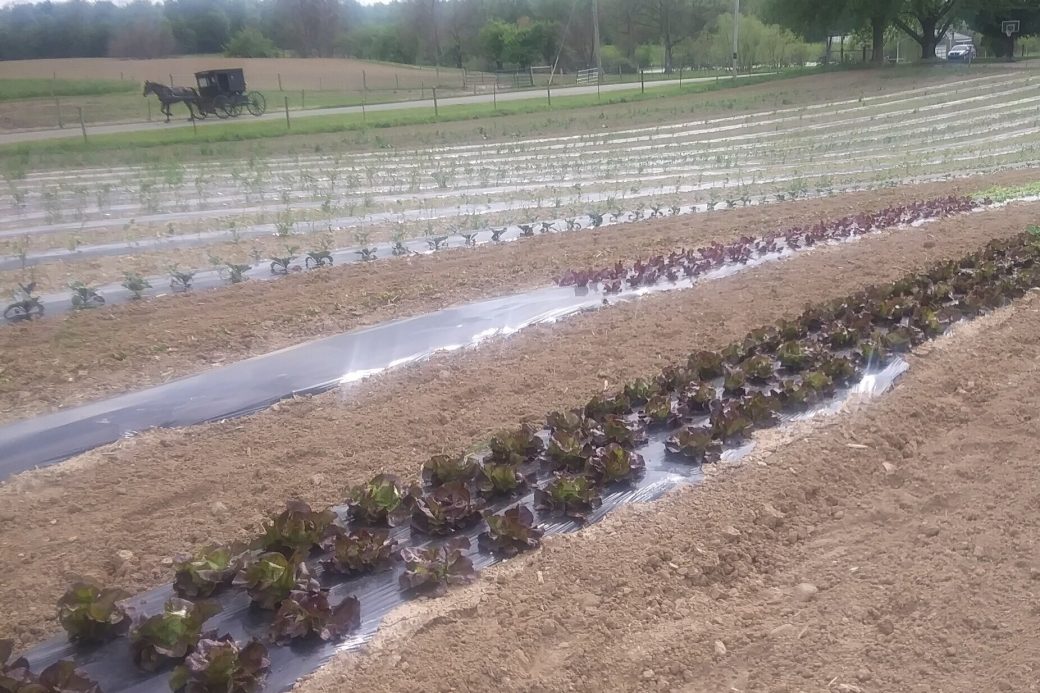 Countryside Produce, LaGrange