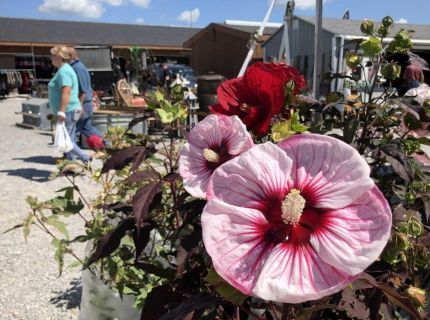 Flea Market Farmers Market 7