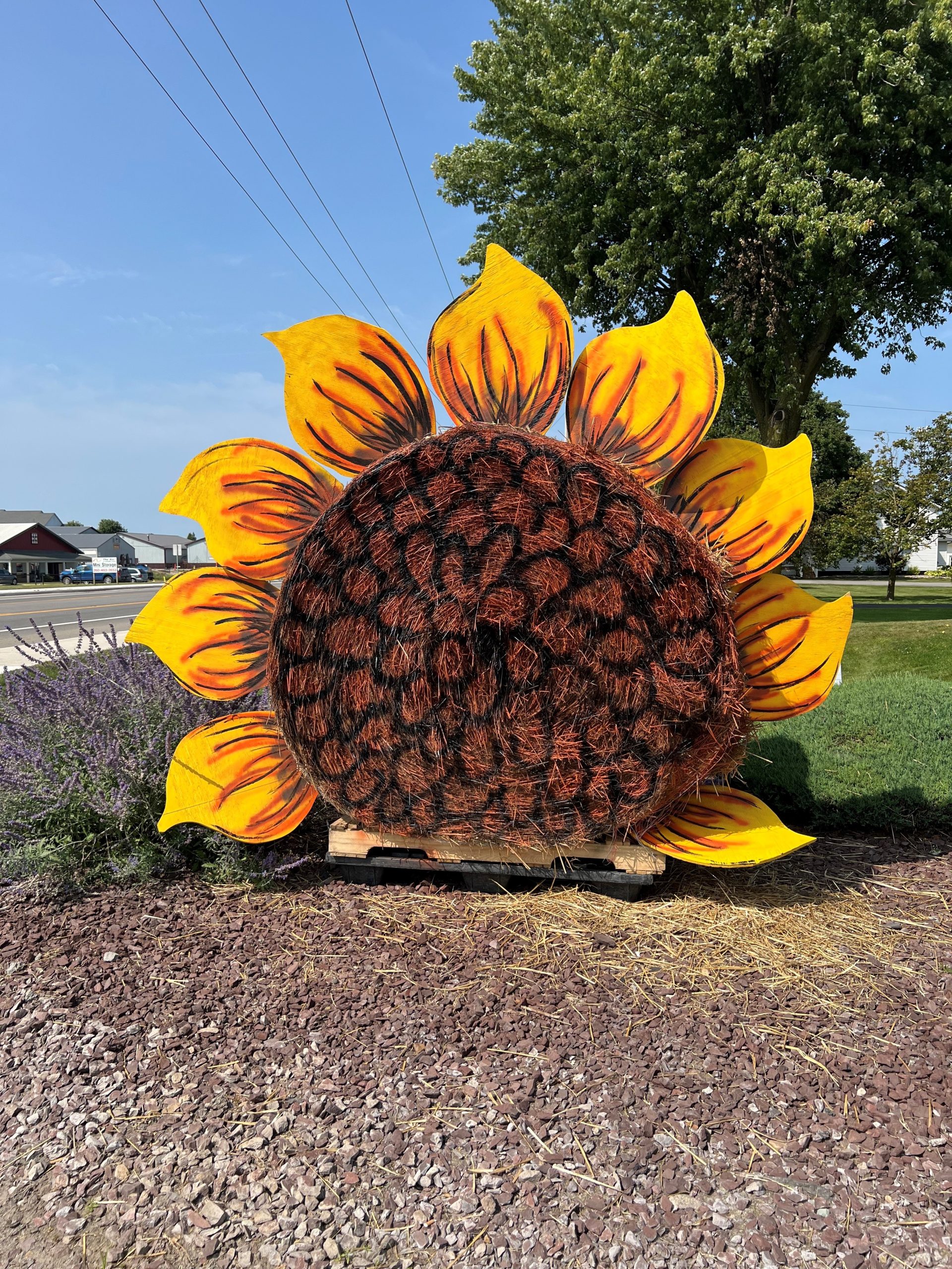 Sunny the Sunflower