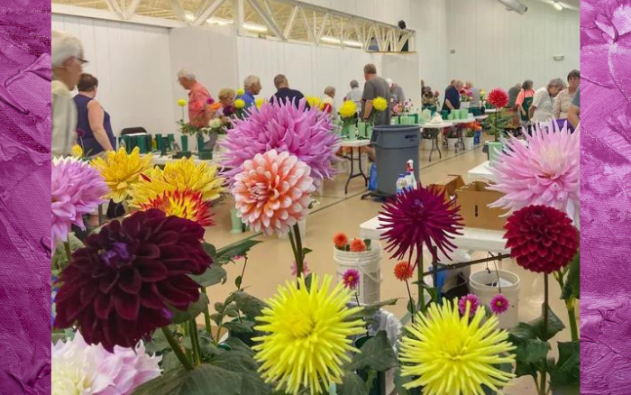 Midwest Dahlia Conference September 14-15, 2024