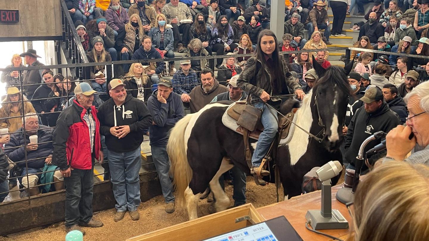 Day after thanksgiving horse auction 11-28-25