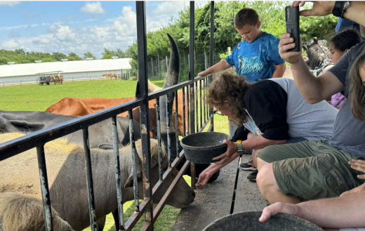 people feeding longhorns