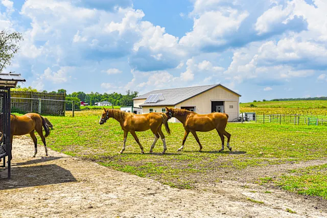 Little Helpers Lodging room horses