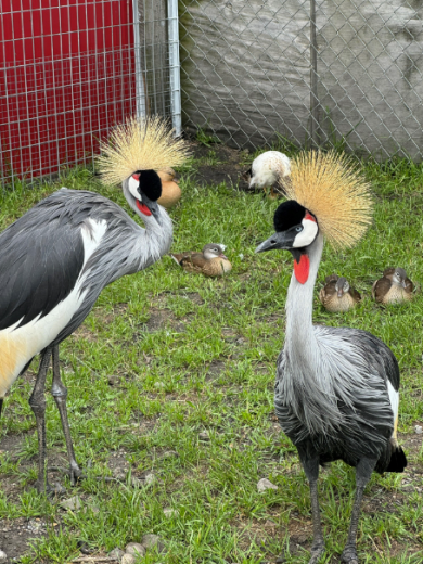 birds with tall yellow plumage