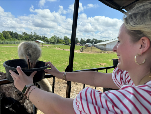 woman feeding an ostrich