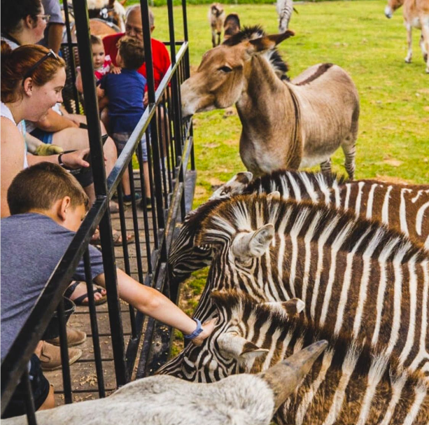 visitors petting zebras