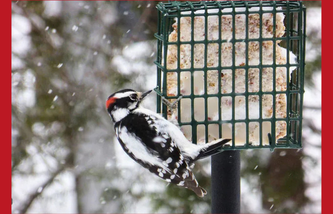 Breakfast with the birds 1-15-25