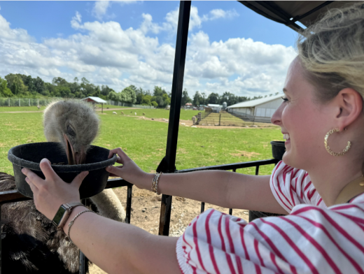 Woman feeding an ostrich at Dutch Creek Animal Park