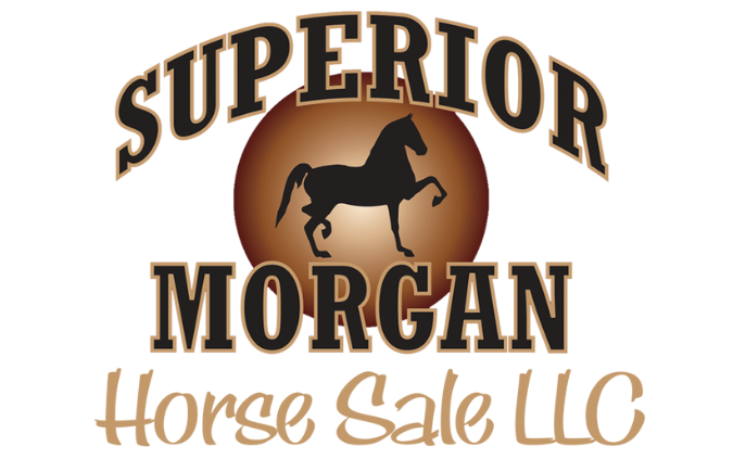 Superior Morgan Horse Sale Nov 21-22, 2025